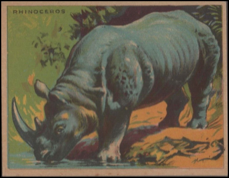 55 Rhinoceros